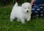AKC Samoyed Puppies For Sale