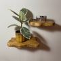 Shop Wooden Shelves from Woodensure: Ideal for Small Spaces