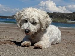 Toy Miniature Poodles For Sale Texas | Abcpuppy.com