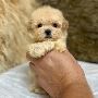 Toy Miniature Poodles For Sale Texas | Abcpuppy.com