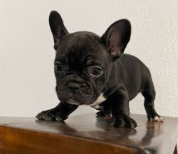 French Bulldog Puppies