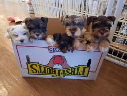 Stunning Miniature Schnauzer Puppies