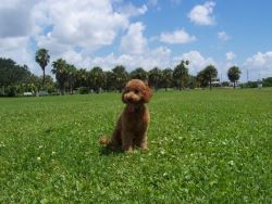  Australian Labradoodle For Sale