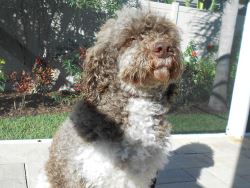 Aussie Goldendoodle For Sale