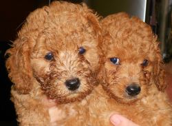 Gift Yourself a Goldendoodle Puppy 