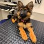 German Shepherds for sale