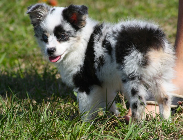 Toy and Miniature Australian Shepherd Puppies For Sale
