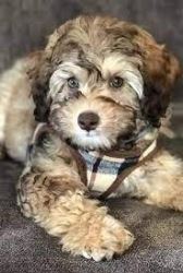 Professional Aussiedoodle Dog Breeder In New Jersey