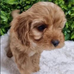 Shop Cavoodle Puppies at Certified Cavoodle Breeder