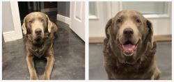 Buy a Silver Lab Puppy in Louisiana | Cajun Silver Labs