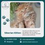 Find Purebred Siberian Kittens for sale in Bangalore