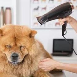 Local Dog Grooming Services Allen Tx - Curl and Pearl