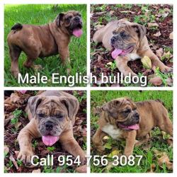  DOGS FOR SALE ENGLISH BULLDOG AND American Bully 