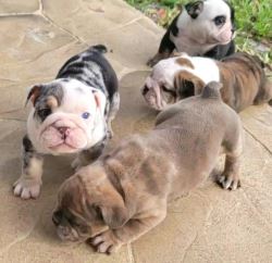English Bulldog PUPPIES NEED THEIR FOREVER HOME 
