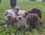 English Bulldog NEED 4 EVER HOME