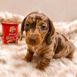 Best Quality Dachshunds puppies on Sale in USA