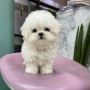 Cute Maltese Puppy for Sale