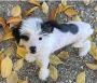  New babies Chinese crested puppies available
