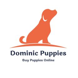 Buy a Puppy | Place to Buy Puppies Near Me - Dominic Puppies