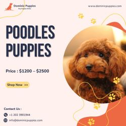 Poodles Puppies For Sale | Buy Puppy Online