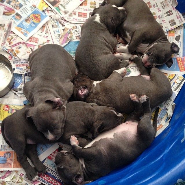 Healthy Pure Breed Pit bull Puppies for sale