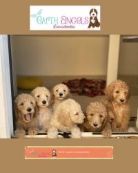 Adorable Labradoodles Available for Adoption in Vancouver