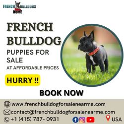 French Bulldog Puppies For Sale | French Bulldog Puppies for