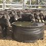 Plastic Water Troughs for Sale - FSP’s Livestock Solutions