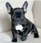ADORABLE FRENCH BULLDOG FOR SALE