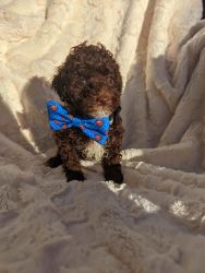 Super Adorable Toy Poodle Puppies