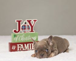 Find Your Perfect French Bulldog Puppy at Pure French Bulldo