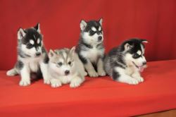 Husky puppies available for new homes text (504) 500-1494
