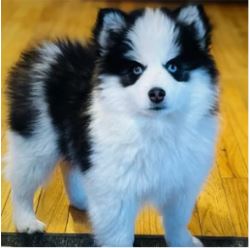 Find the Best Pomsky puppies for sale in Georgia 