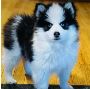 Find the Best Pomsky puppies for sale in Georgia 