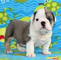 Gorgeous English bulldog ready for a new home