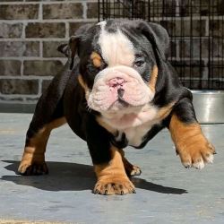 Bueatiful English Bulldog Puppies for sale