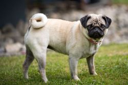 Pug Love on a Dime: Quality Puppies, Unbelievable Prices!