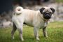 Pug Love on a Dime: Quality Puppies, Unbelievable Prices!