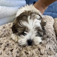 Adorable Shih Tzu Puppies for Sale - Premium Teacup and Toy 
