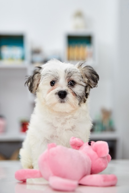 Havanese Puppies For Sale New York