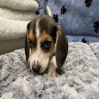 Beagle Puppies for Sale - Find Your Perfect Companion