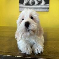 Havanese Puppies For Sale In New York