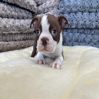 Boston Terriers For Sale in New York