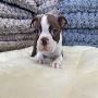 Boston Terriers For Sale in New York