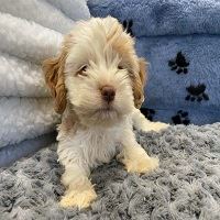 Your Perfect Companion: Shih Tzu Puppies For Sale 