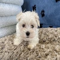 Discover Maltese Puppies For Sale