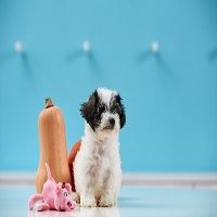Adorable Havanese Puppies for Sale in New York