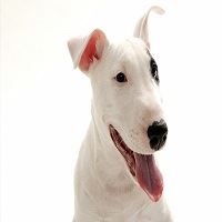Adopt Miniature Bull Terriers Available For Purchase