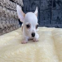 Sweet Teacup Chihuahua Puppies Available for Sale