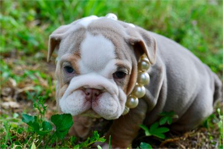 English/French Bulldog puppies for sale